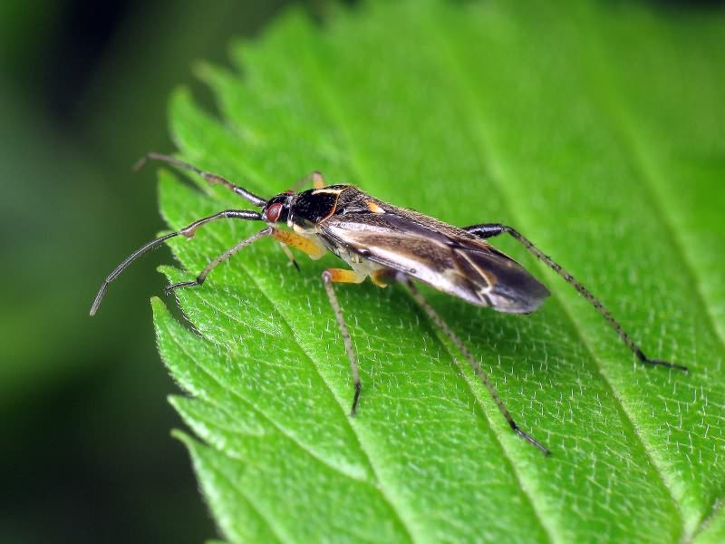 Harpocera thoracica (Fallen, 1807)
